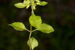 Slender wild basil